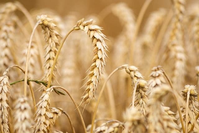 Advancements in Wheat Farming: A Guide to Success